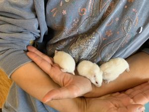 Betsie Baby Boy 1, Adult Male Hamster