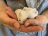 Betsie Baby Boy 1 photo 3
