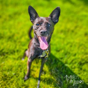 Body of a chihuahua Spirit of a dragon Rocket Rita is a powerhouse small breed mix with all of the