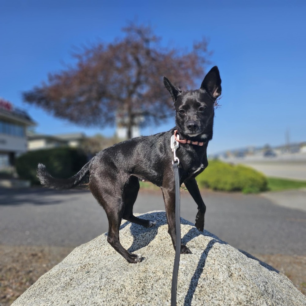 Rocket Rita, an adoptable Chihuahua, Spitz in Spokane , WA, 99209 | Photo Image 3