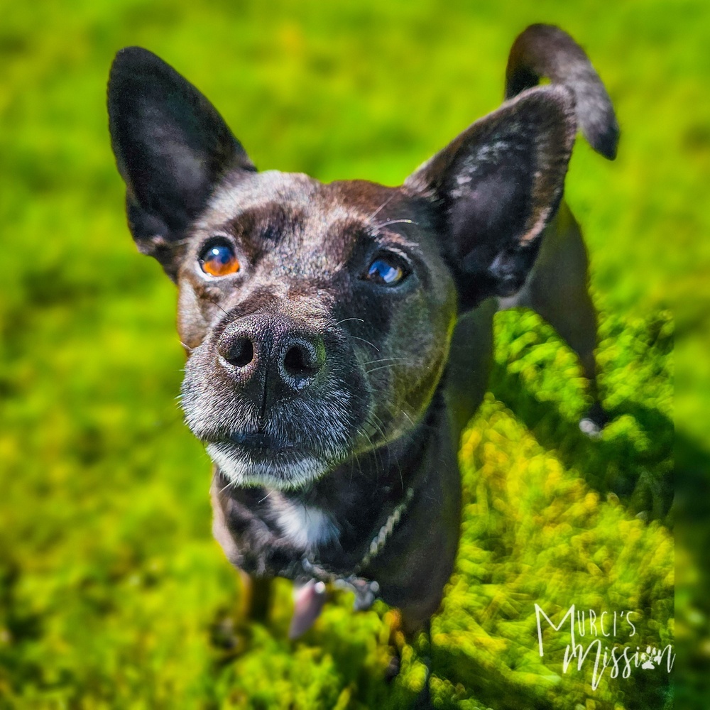 Rocket Rita, an adoptable Chihuahua, Spitz in Spokane , WA, 99209 | Photo Image 4