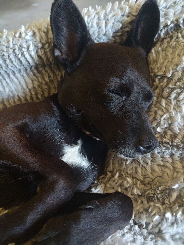 Rocket Rita, an adoptable Chihuahua, Spitz in Spokane , WA, 99209 | Photo Image 5