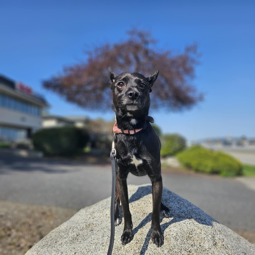 Rocket Rita, an adoptable Chihuahua, Spitz in Spokane , WA, 99209 | Photo Image 6
