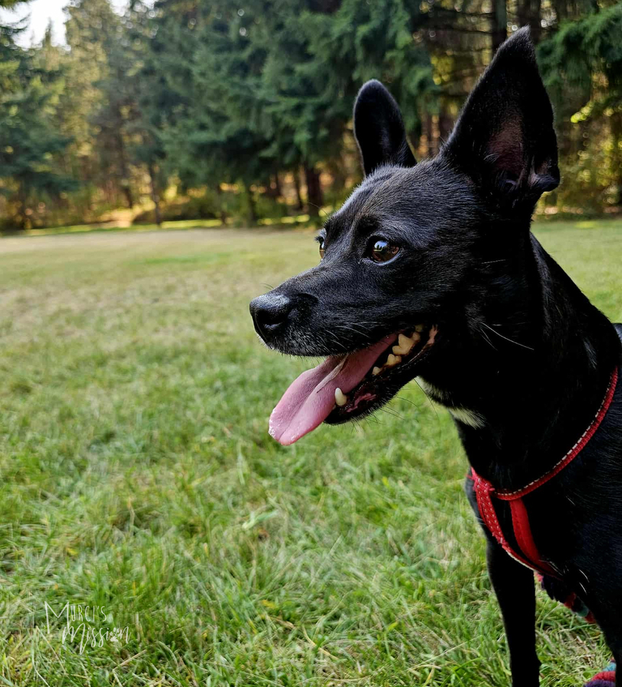Rocket Rita, an adoptable Chihuahua, Spitz in Spokane , WA, 99209 | Photo Image 6