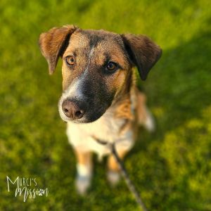 Baritone is fostered in Western Washington Welcome The Quartet They are an adorable and sweet grou