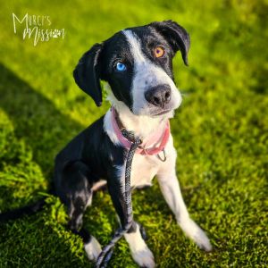 Soprano is fostered in Western Washington Welcome The Quartet They are an adorable and sweet group