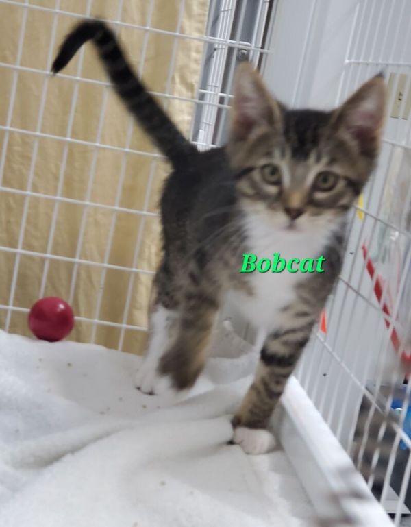 Bobcat thumbnail 2