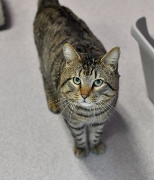Florida Man came to Good Mews from a local county shelter and hes been charming everyone ever since