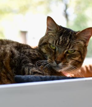 Abby is a total sweetheart All this kitty wants is a warm lap to spend her days on She is
