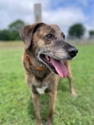 Tevye is a great guy Hes just over six and a half years old weighs 63 pounds and seems to