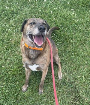Tundra is a great guy Hes just over six and a half years old weighs 63 pounds and seems to