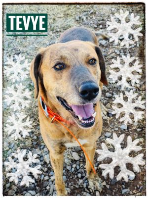 TeyveTundra is a great guy Hes just over six and a half years old weighs 63 pounds and seems to