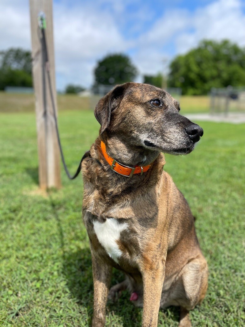 Tevye/Tundra Photo