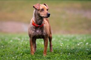Sun is a three-year-old sweet male terrier believe to have been dumped in the Rockford area This si