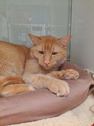 CHESTER, an adoptable Domestic Short Hair in Broomfield, CO, 80020 | Photo Image 1