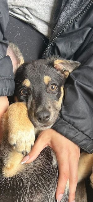 Name Thumper Age 12 Weeks Breed Labrador Retriever Mix Gender Male Meet Thumper Thumper is a sw