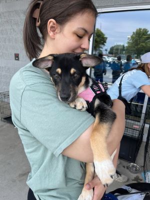Name Thumper Age 12 Weeks Breed Labrador Retriever Mix Gender Male Meet Thumper Thumper is a sw