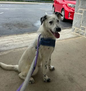 Name Stitch Age 5 Months Breed Terrier Mix Gender Male Meet Stitch Stitch is an adorable 5-mont