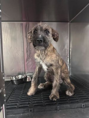 Name Perdita Age 3 Months Breed Terrier Mix Gender Female Meet Perdita Perdita is a spunky 3-mo