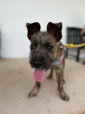 Name Perdita Age 3 Months Breed Terrier Mix Gender Female Meet Perdita Perdita is a spunky 3-mo