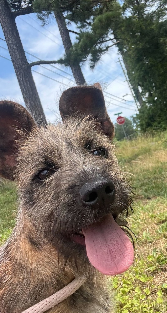 Perdita