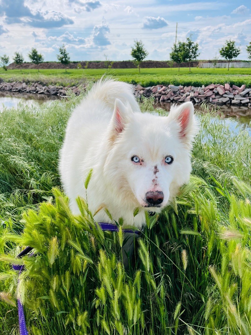 Casper, an adoptable Samoyed, Mixed Breed in Windsor, CO, 80550 | Photo Image 1