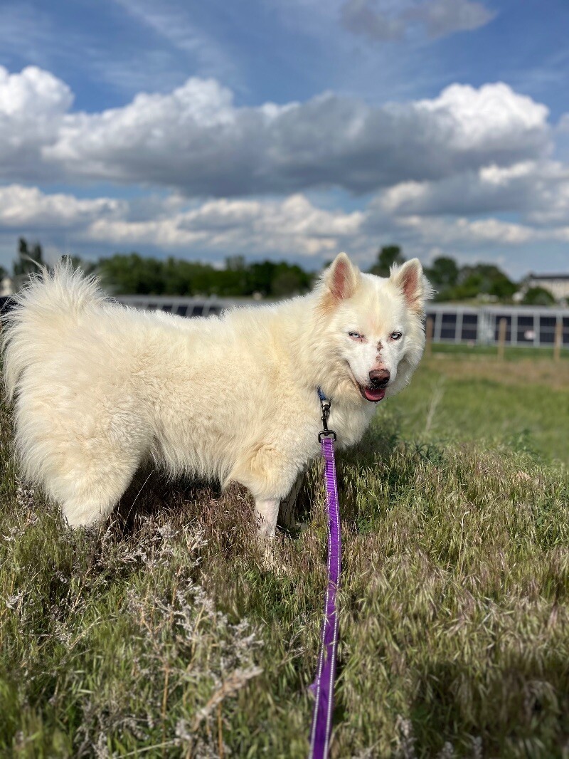 Casper, an adoptable Samoyed, Mixed Breed in Windsor, CO, 80550 | Photo Image 2
