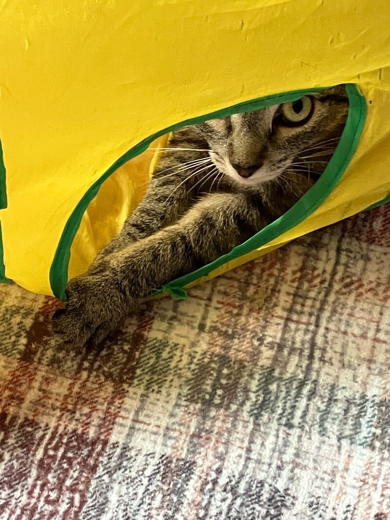 Sola