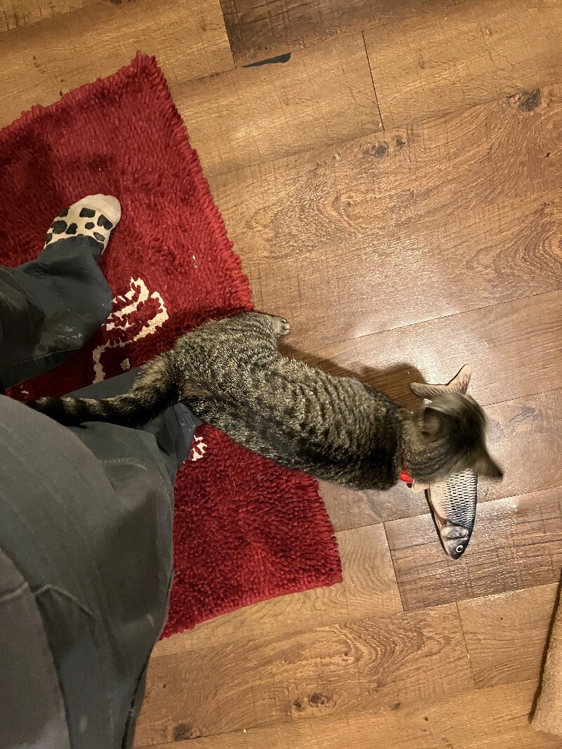 Sola