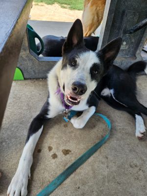 Edward, Adult Male Border Collie
