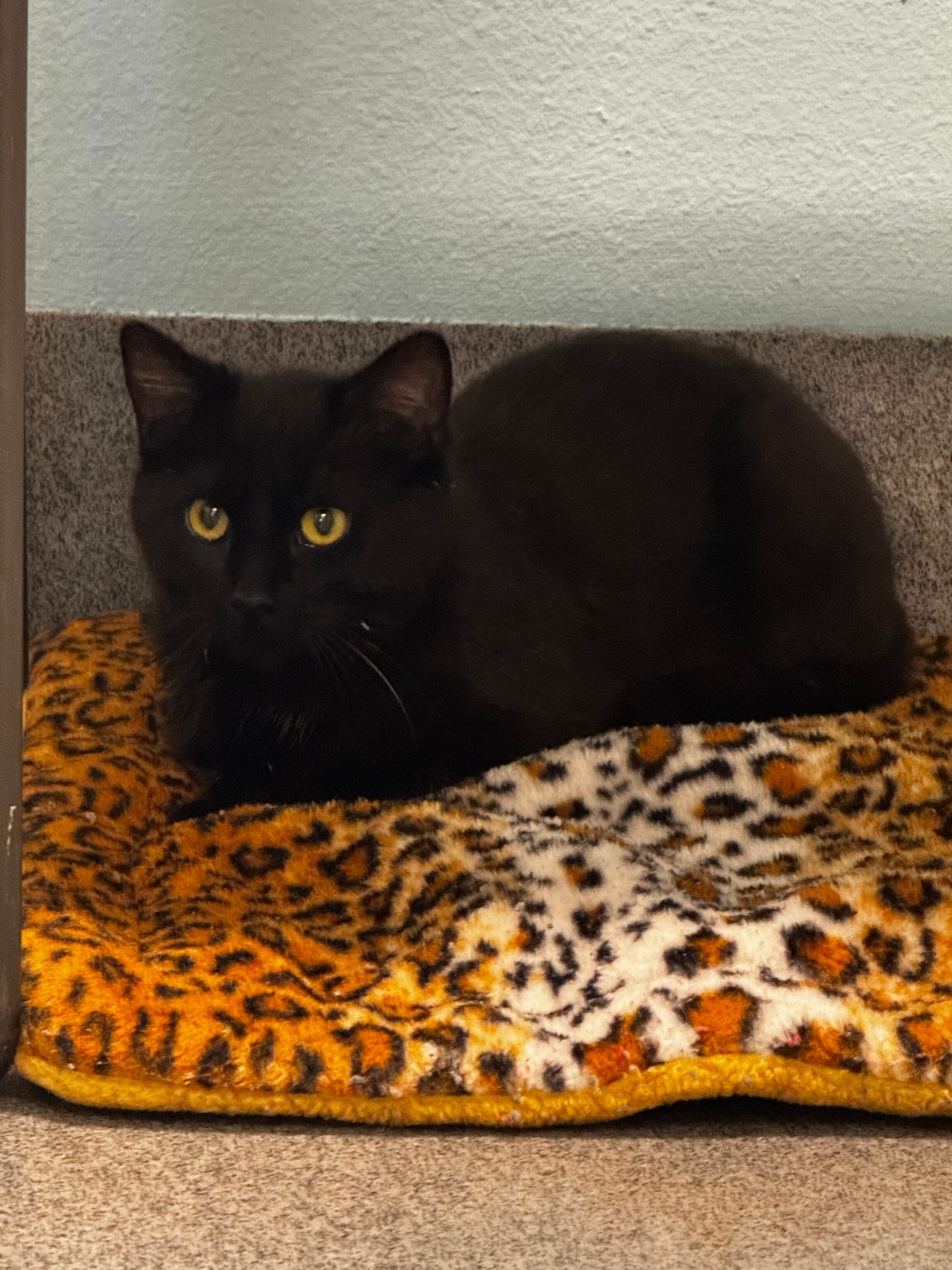 Delphine, an adoptable Domestic Short Hair in Fort Collins, CO, 80524 | Photo Image 1