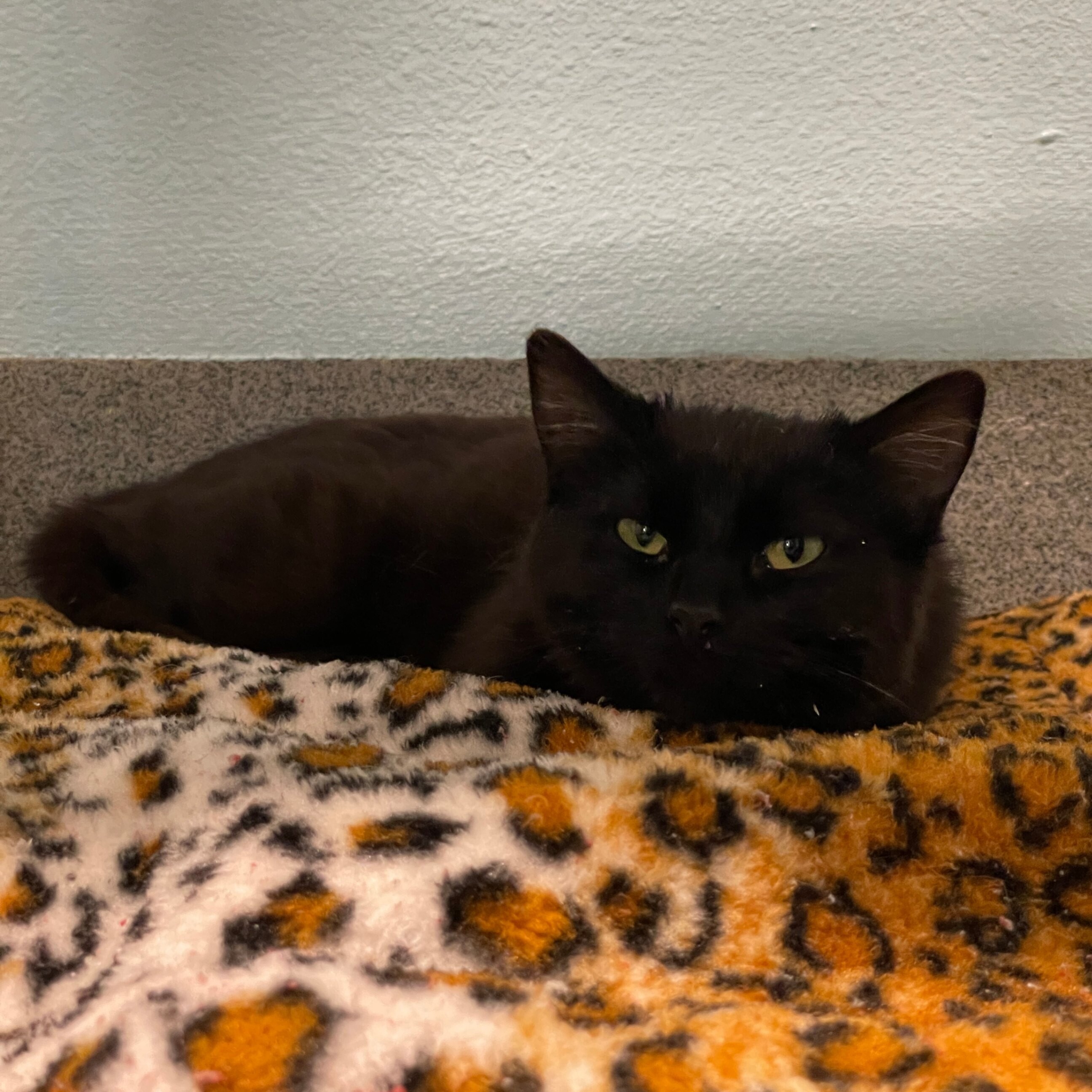 Delphine, an adoptable Domestic Short Hair in Fort Collins, CO, 80524 | Photo Image 3