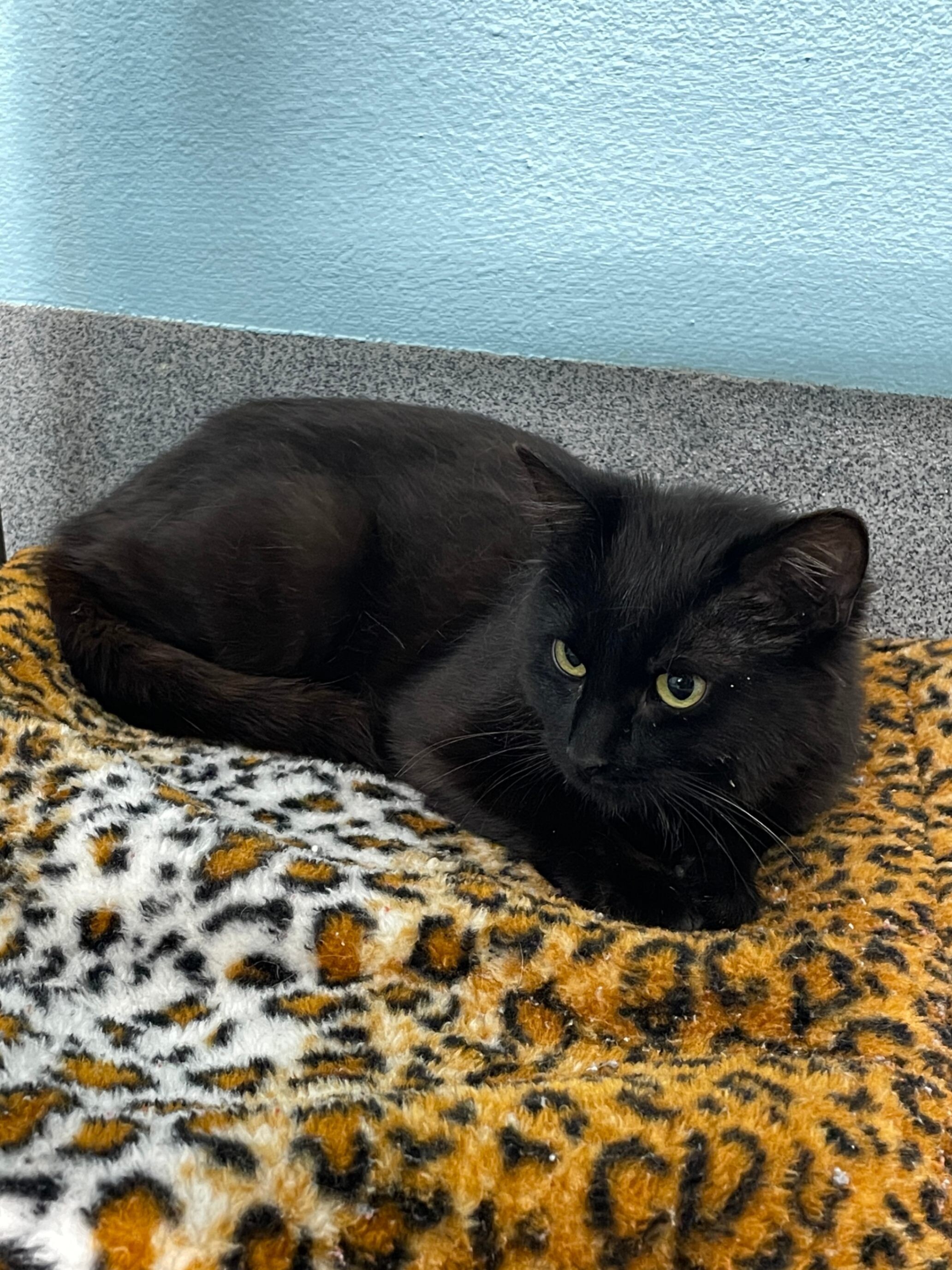 Delphine, an adoptable Domestic Short Hair in Fort Collins, CO, 80524 | Photo Image 3
