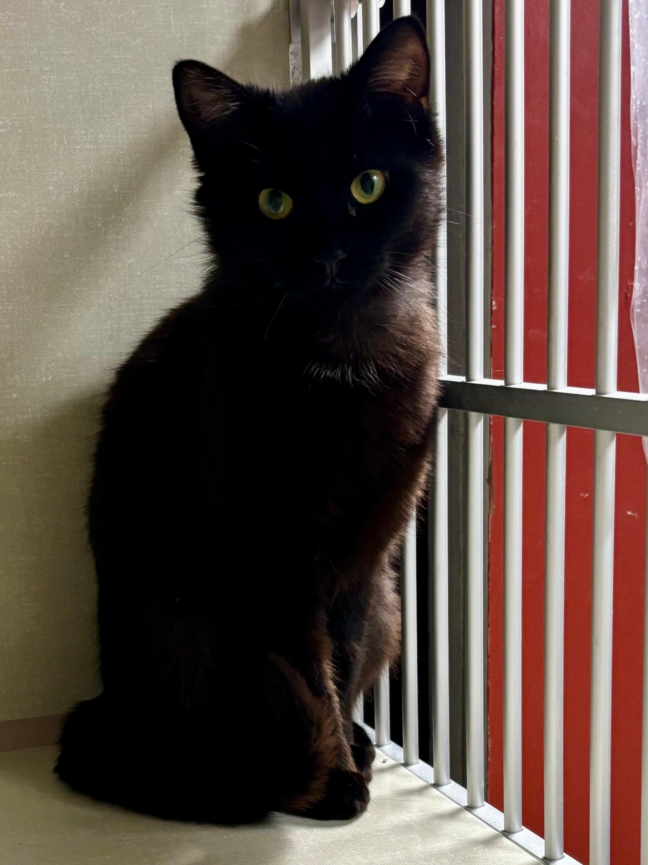 Delphine, an adoptable Domestic Short Hair in Fort Collins, CO, 80524 | Photo Image 4