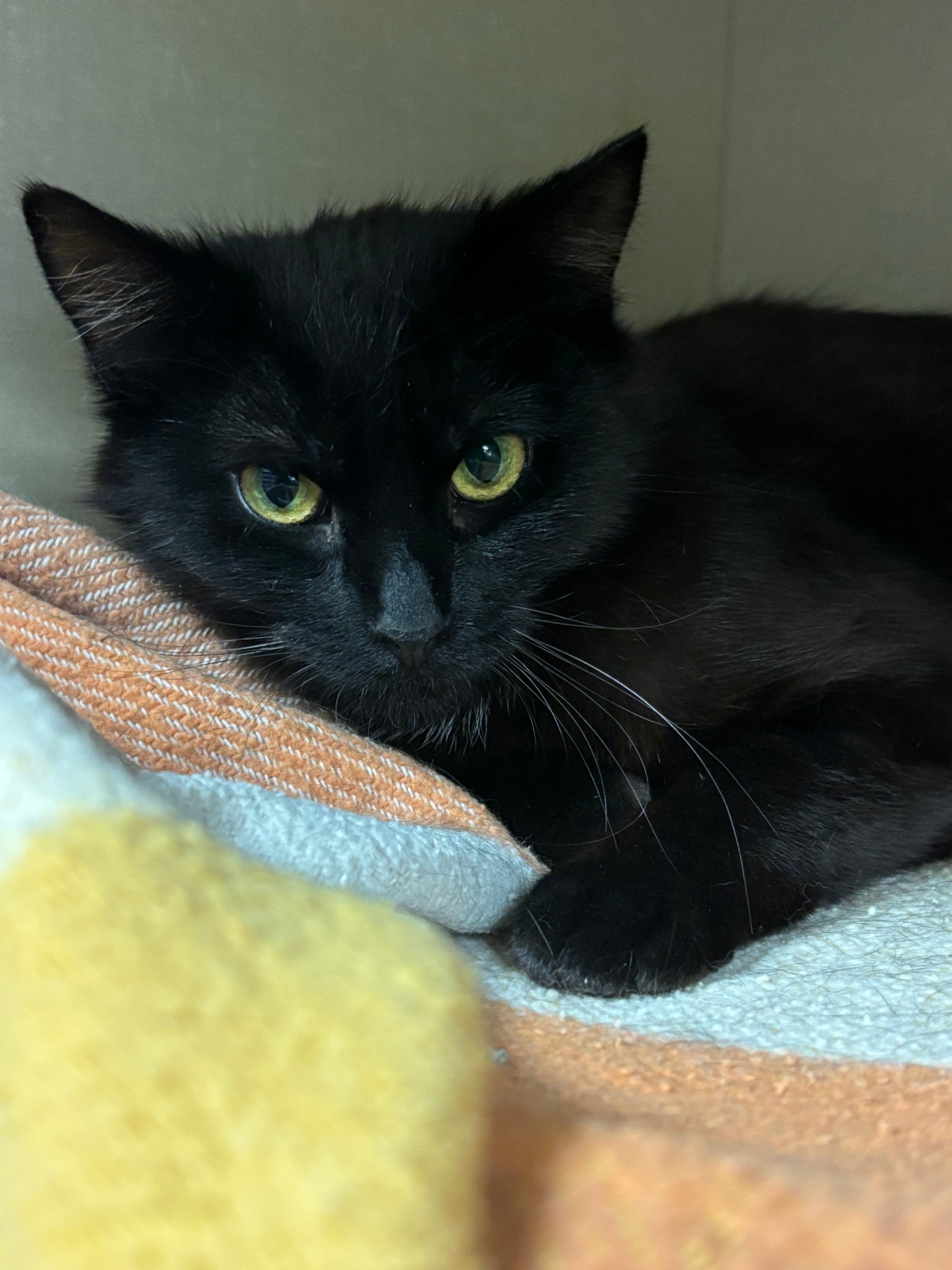 Delphine, an adoptable Domestic Short Hair in Fort Collins, CO, 80524 | Photo Image 5