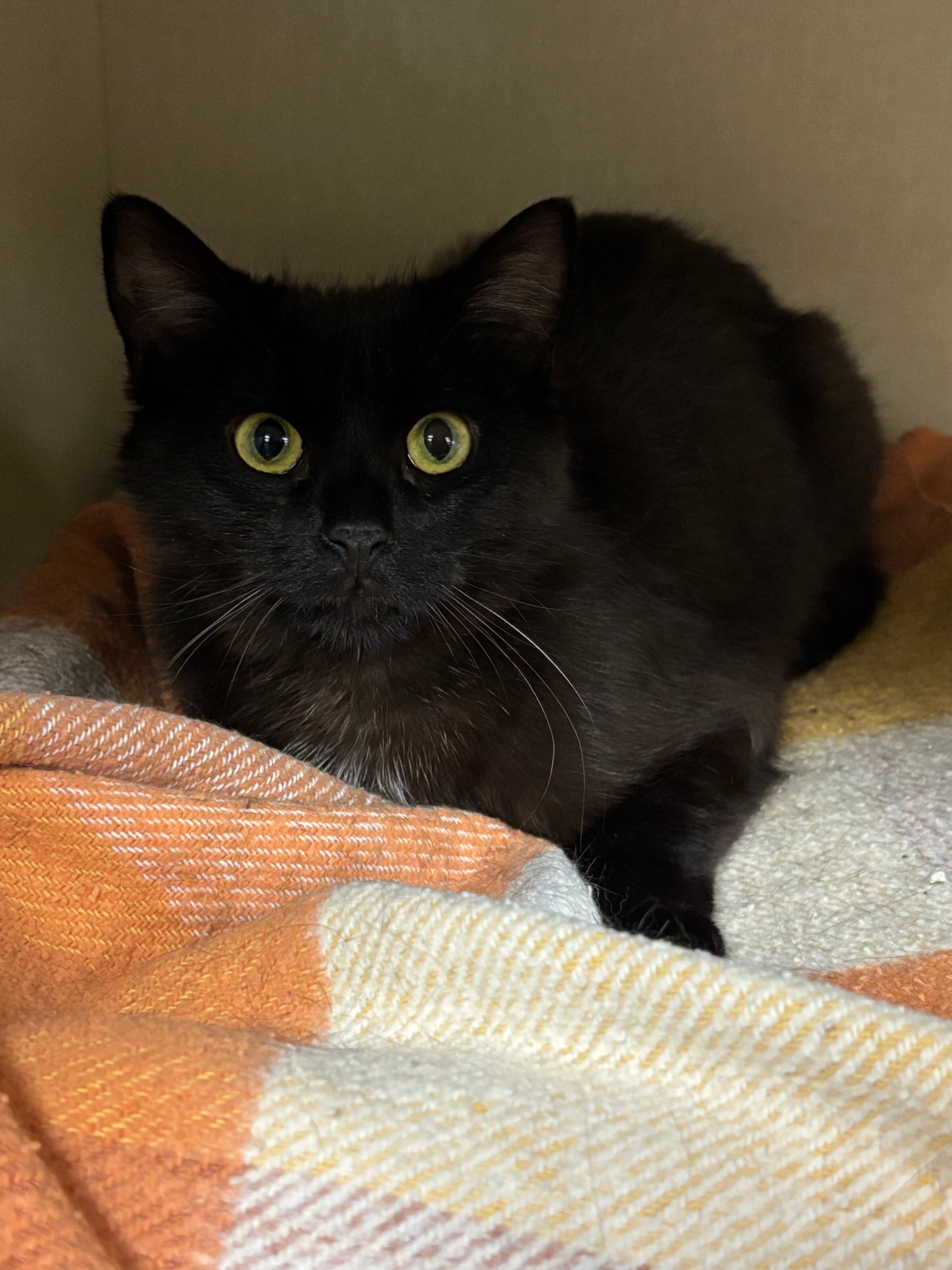 Delphine, an adoptable Domestic Short Hair in Fort Collins, CO, 80524 | Photo Image 6