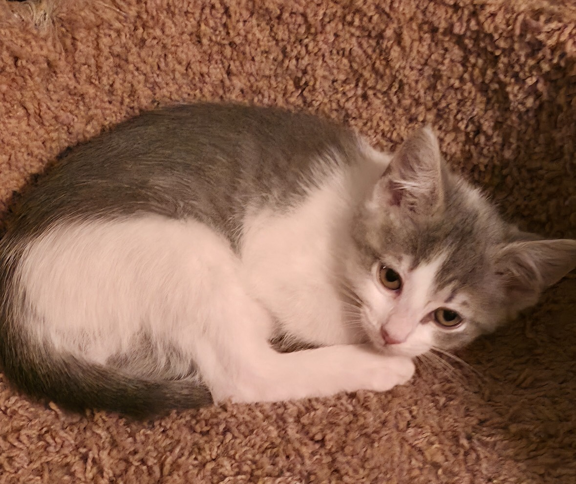 Thalia, an adoptable Domestic Short Hair in Fort Collins, CO, 80524 | Photo Image 2