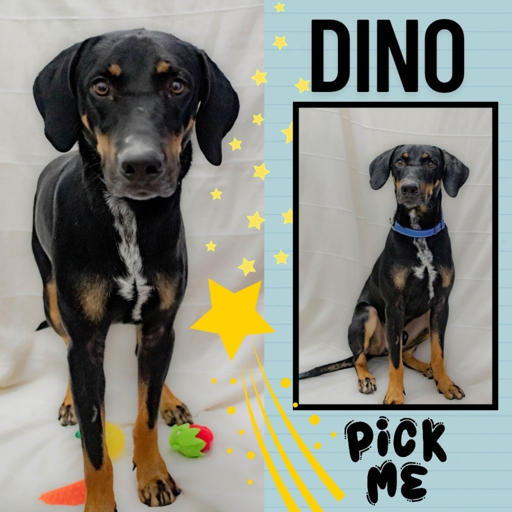 Dino