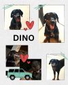 Dino photo 1