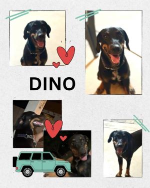 Dino, Young Male Doberman Pinscher
