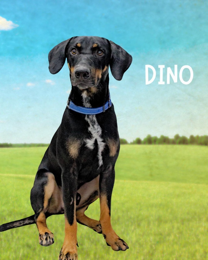 Dino