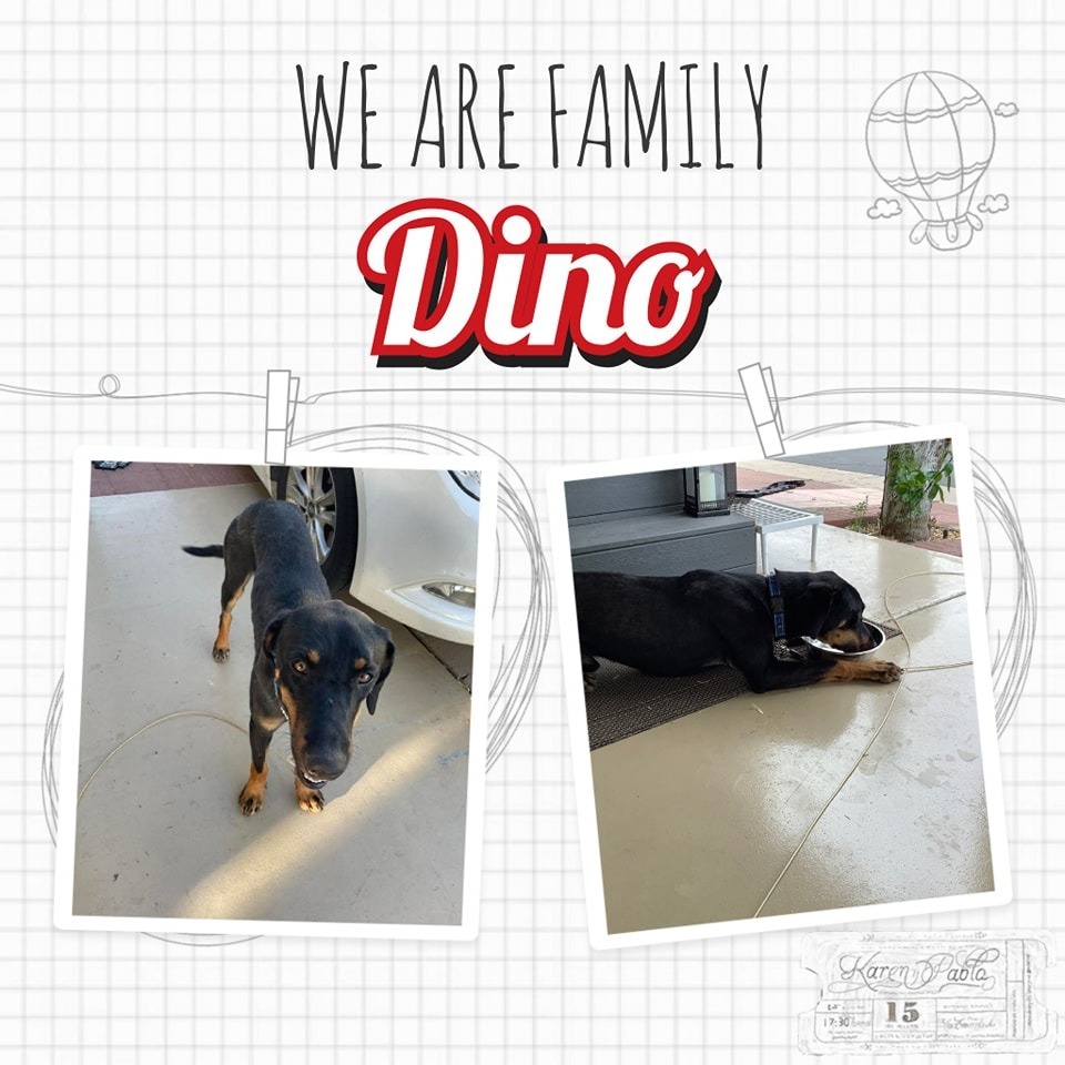 Dino