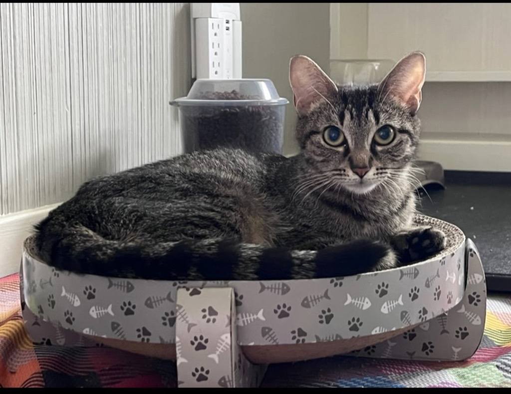ATHENA