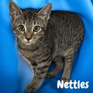 Nettles, Baby Male Domestic Short Hair