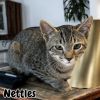 Nettles photo 3