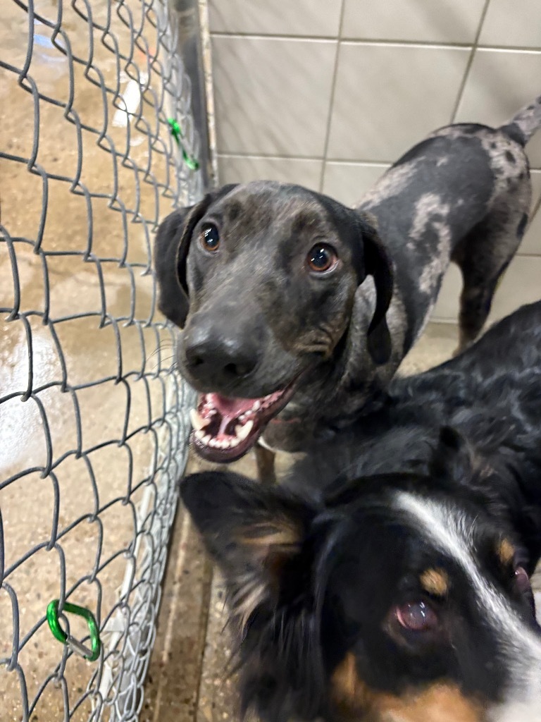 Cyrus, an adoptable Hound, Mixed Breed in Rock Springs, WY, 82901 | Photo Image 1