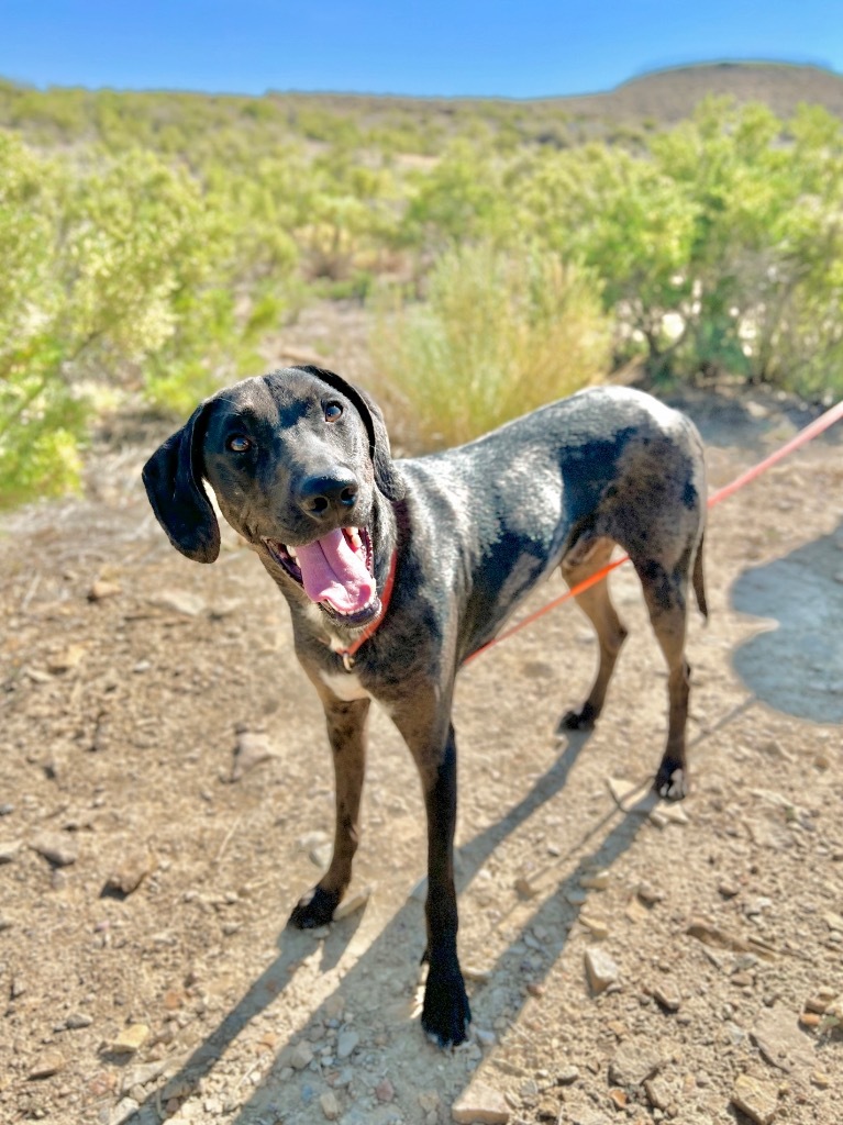 Cyrus, an adoptable Hound, Mixed Breed in Rock Springs, WY, 82901 | Photo Image 1