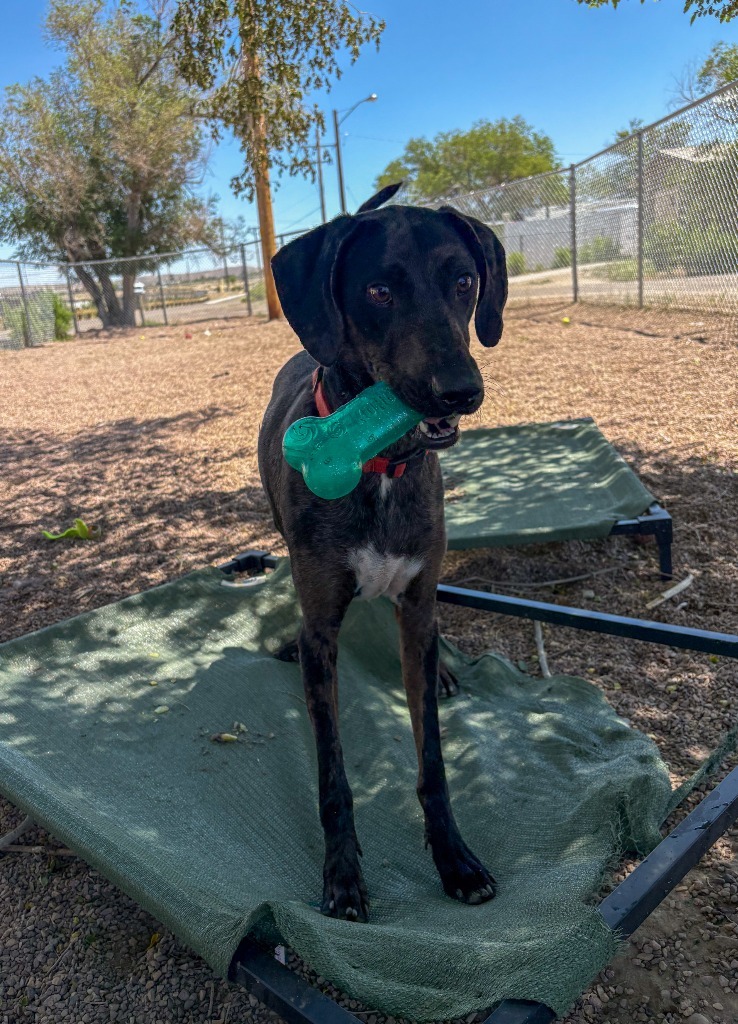Cyrus, an adoptable Hound, Mixed Breed in Rock Springs, WY, 82901 | Photo Image 3