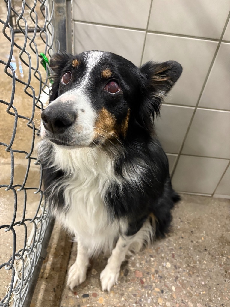 Maverick, an adoptable Australian Shepherd in Rock Springs, WY, 82901 | Photo Image 1
