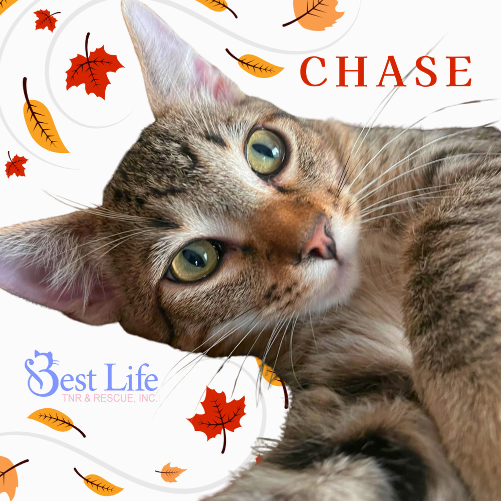 Chase, an adoptable Domestic Short Hair in Salinas, CA, 93905 | Photo Image 1